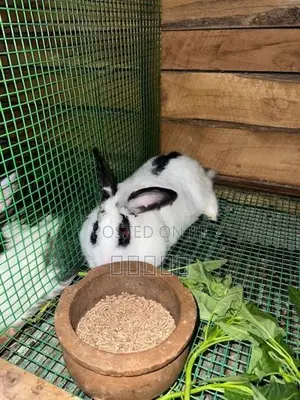 Rabbit