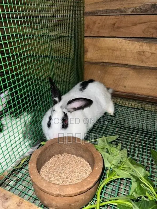 Rabbit