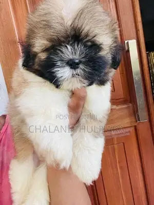 Shih Tzu Puppies