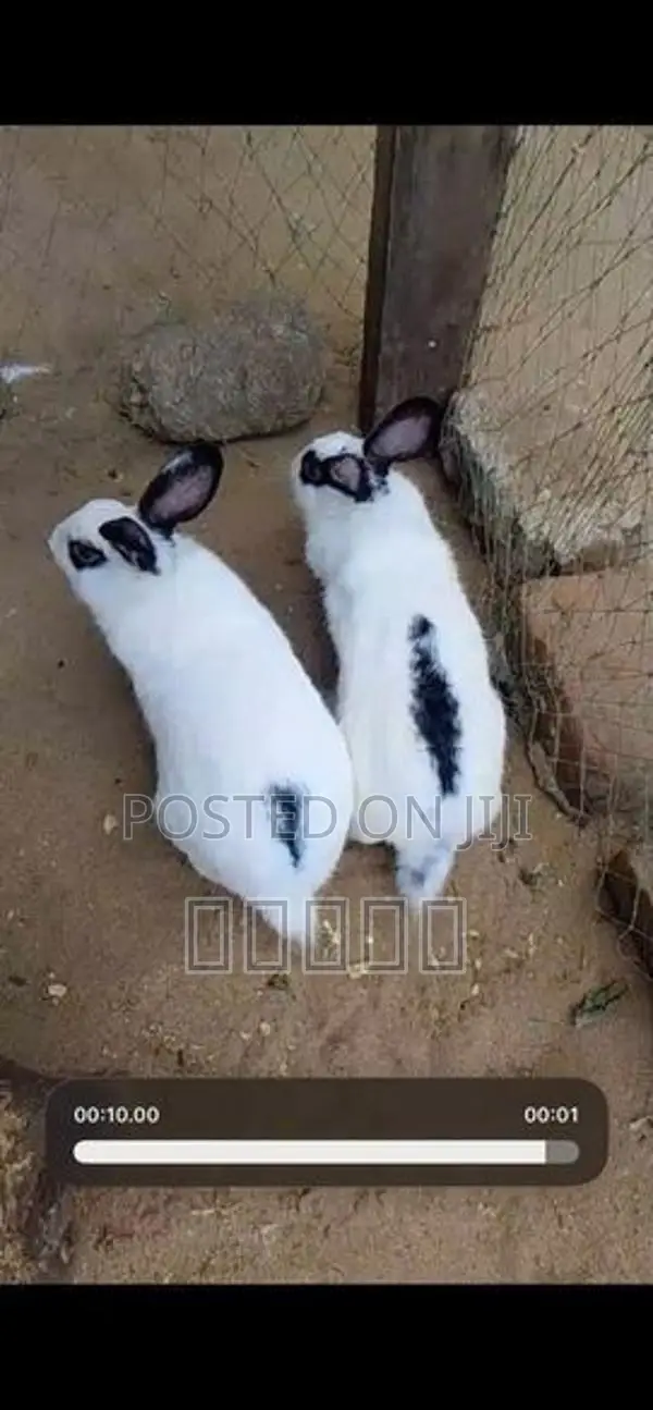 Rabbit