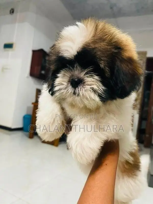Shih Tzu Puppies