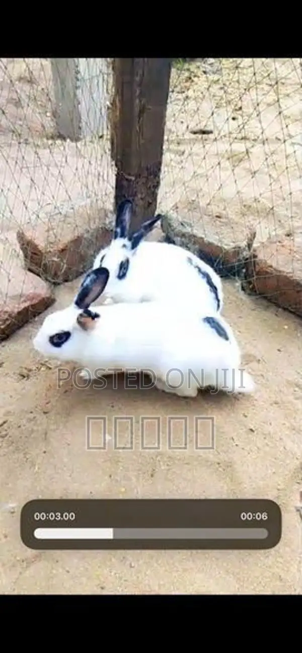 Rabbit