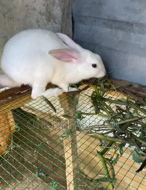 Rabbit