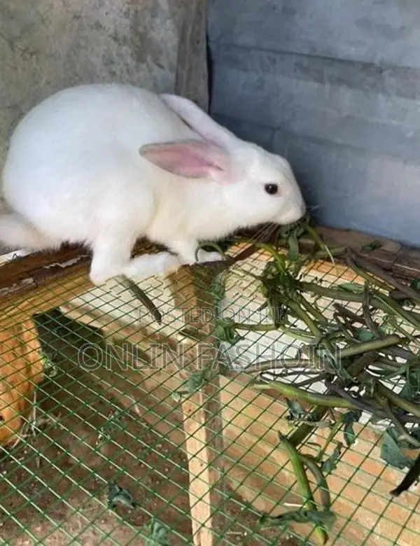 Rabbit