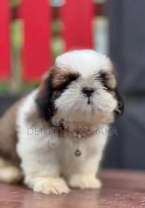Shih Tzu Puppies