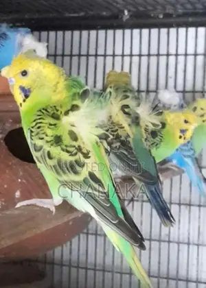 Hagoromo Birds
