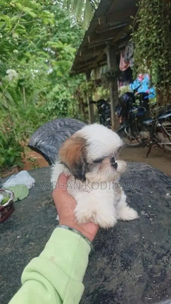 Shih Tzu Puppy