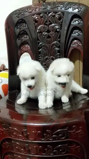 Pomeranian Puppies