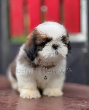 Shih Tzu Puppies