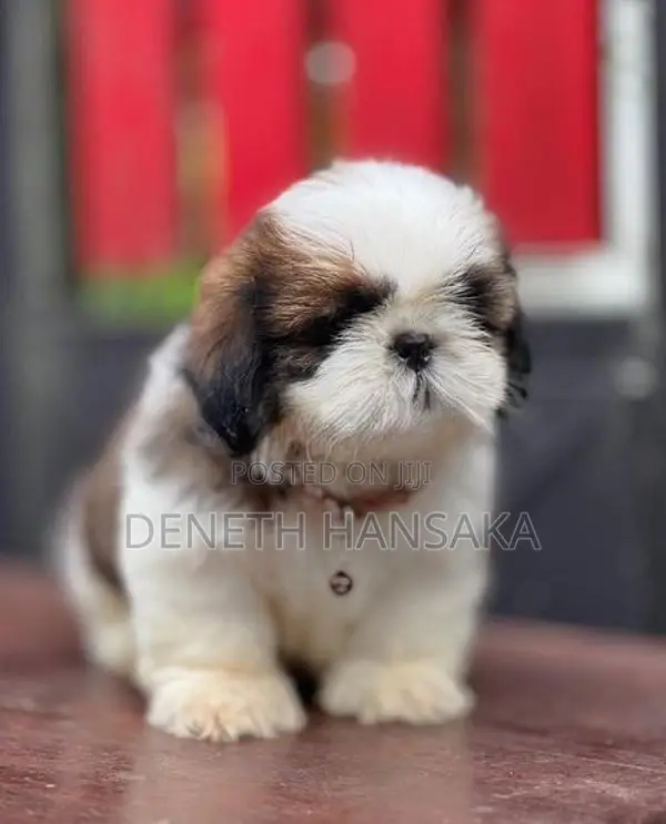 Shih Tzu Puppies