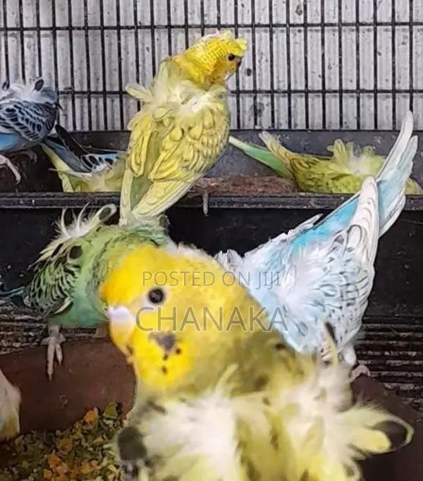 Hagoromo Birds