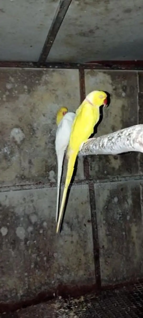 Yellow Ringneck Parrot