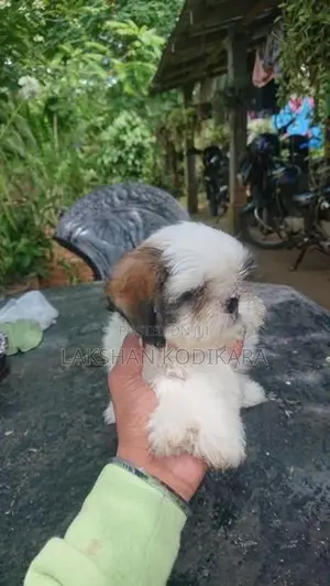 Shih Tzu Puppy