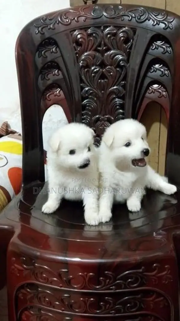 Pomeranian Puppies