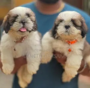 Shih Tzu Puppies