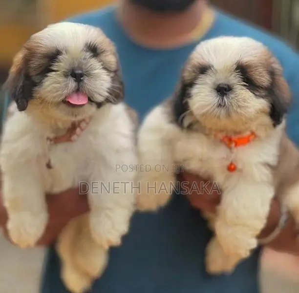 Shih Tzu Puppies