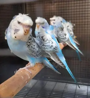 Hagoromo Birds