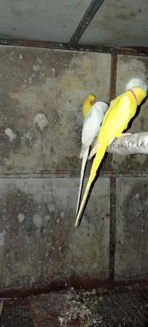 Yellow Ringneck Parrot