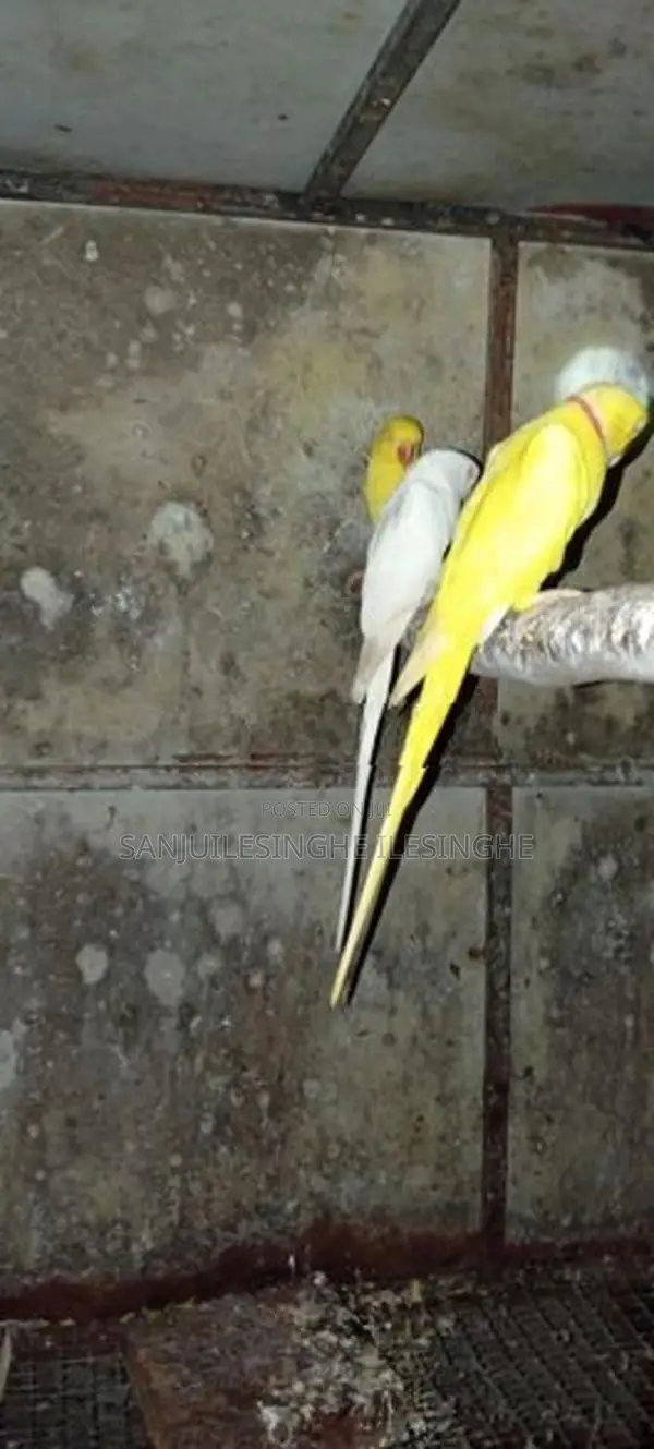 Yellow Ringneck Parrot