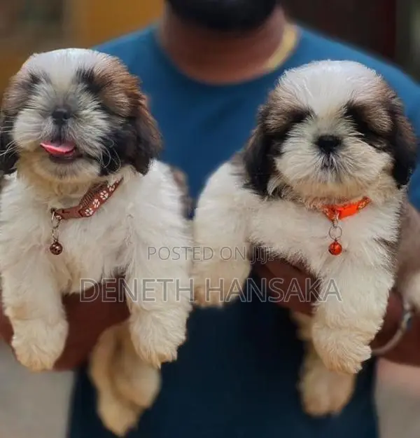 Shih Tzu Puppies