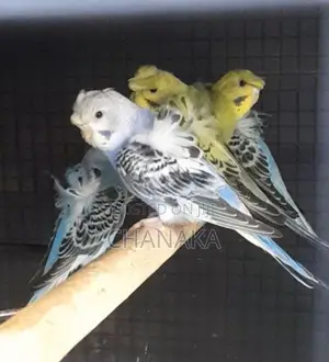 Hagoromo Birds