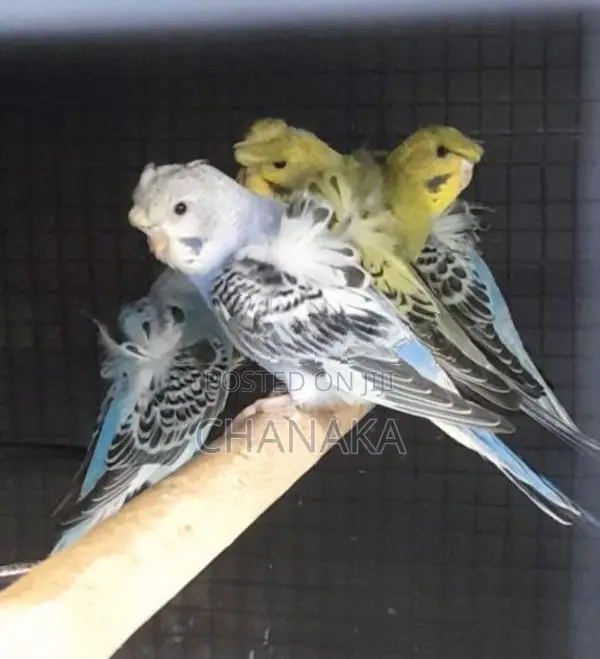 Hagoromo Birds