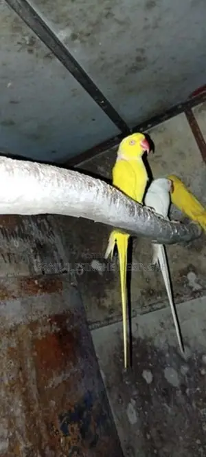 Yellow Ringneck Parrot