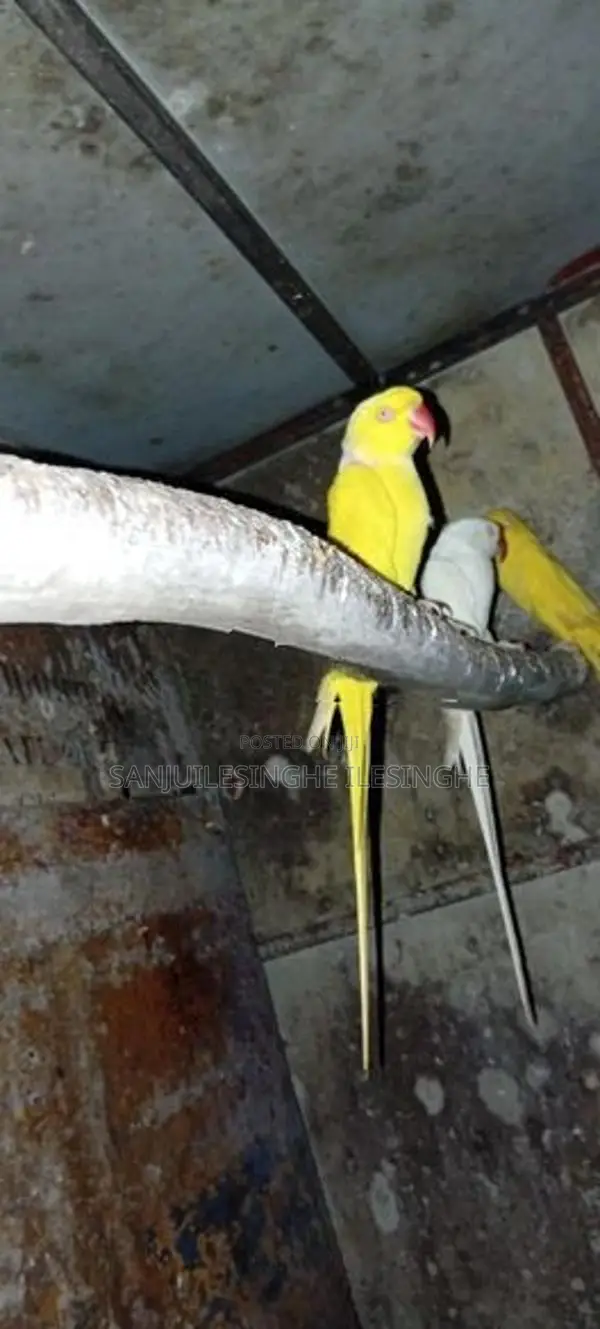 Yellow Ringneck Parrot