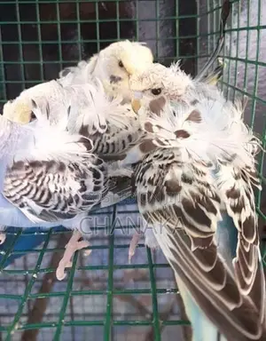 Hagoromo Birds