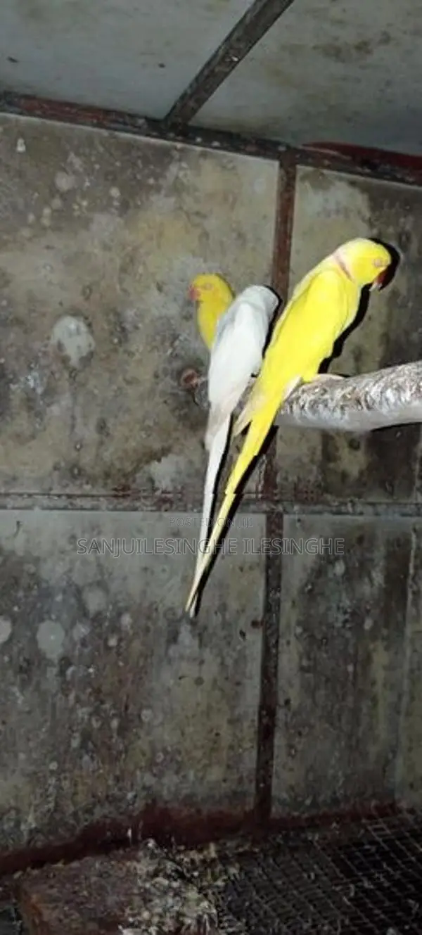 Yellow Ringneck Parrot