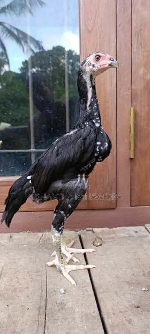Shamo Rooster