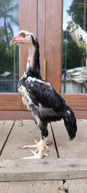 Shamo Rooster