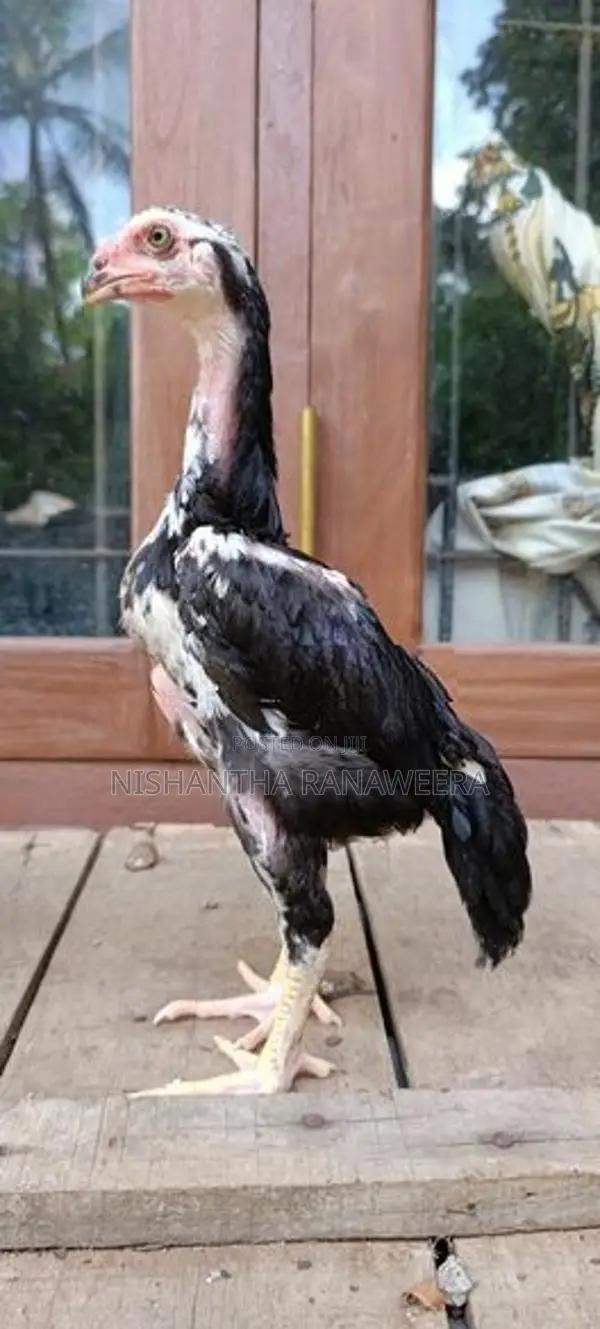 Shamo Rooster