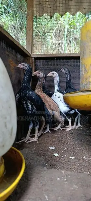 Shamo Rooster