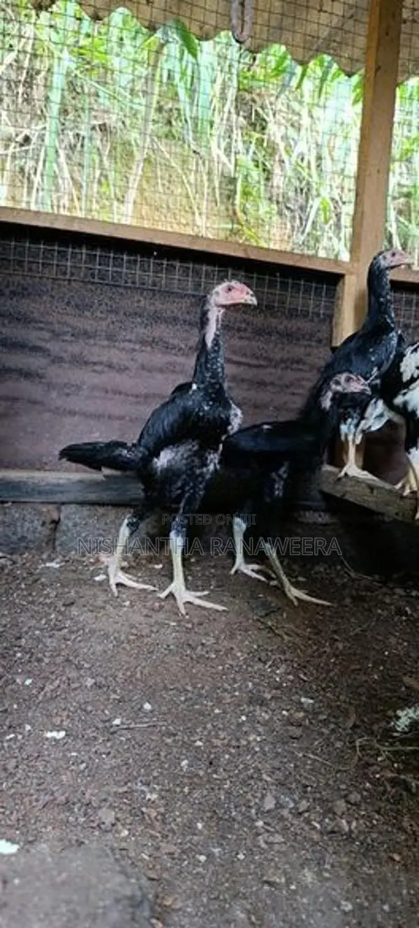 Shamo Rooster