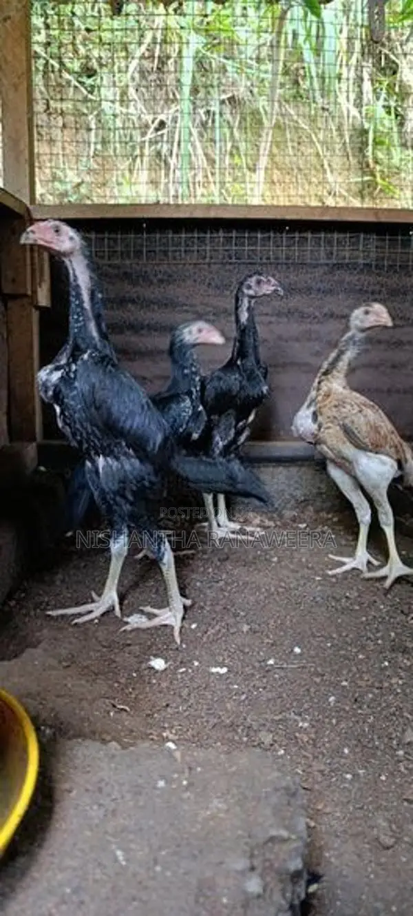 Shamo Rooster