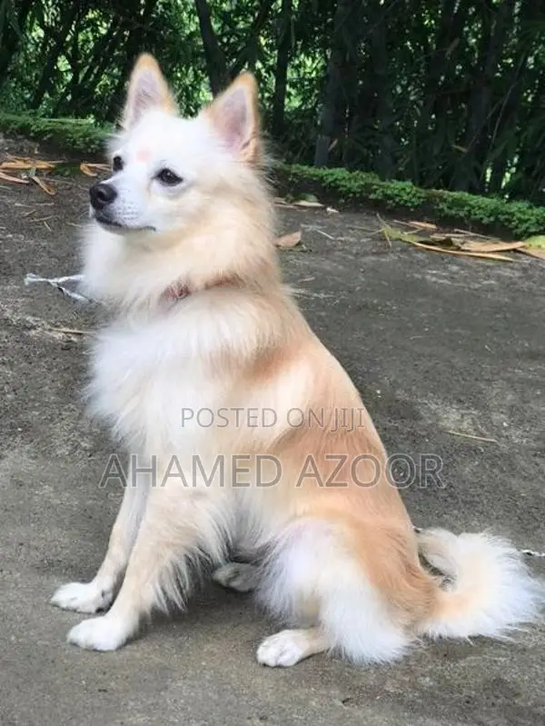 Pomeranian puppy
