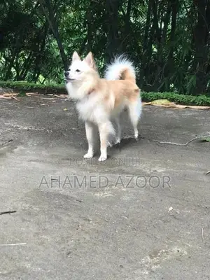 Pomeranian puppy
