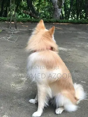 Pomeranian puppy