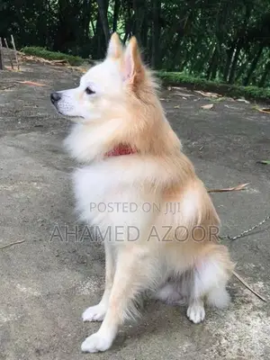 Pomeranian puppy