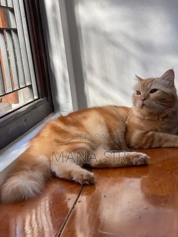 Persian Cat