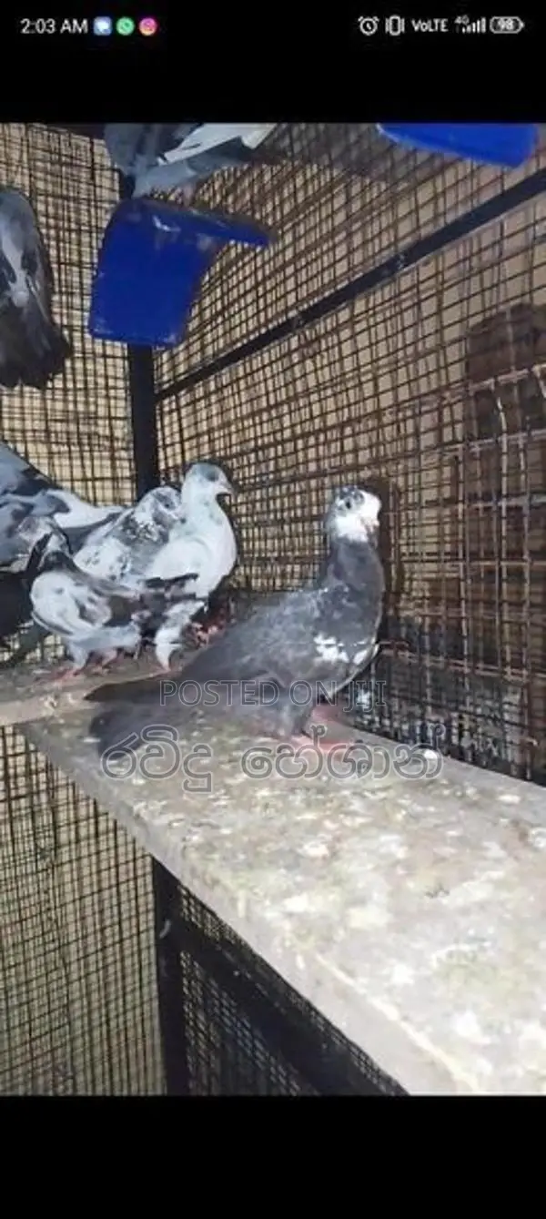 Pigeons