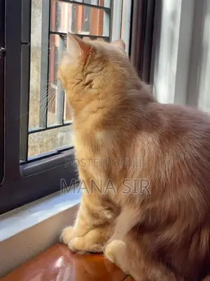 Persian Cat