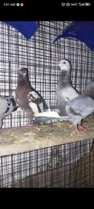 Pigeons