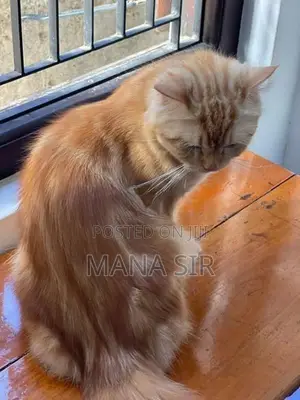 Persian Cat
