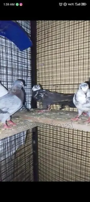 Pigeons