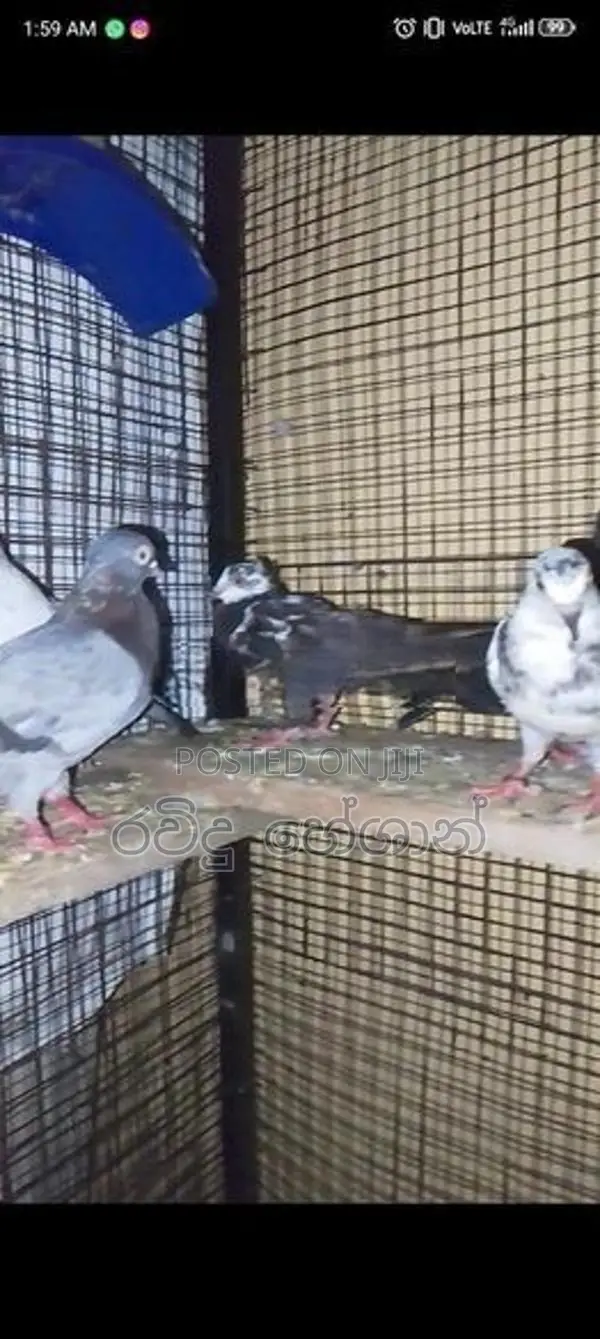 Pigeons