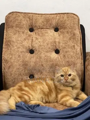 Persian Cat