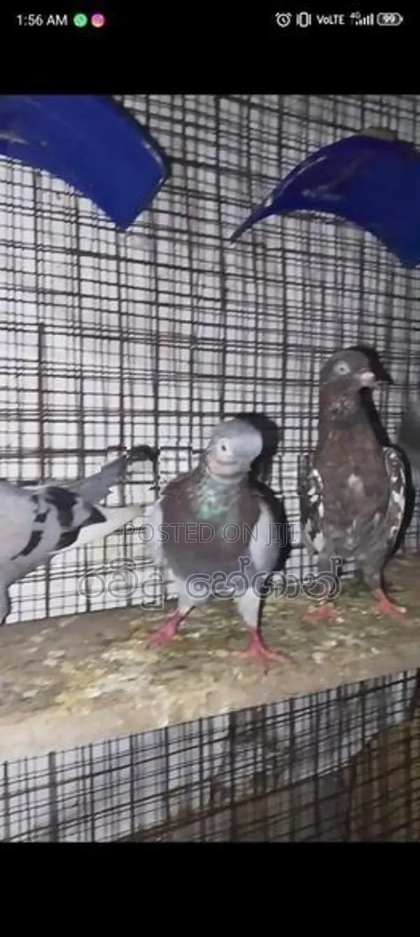 Pigeons