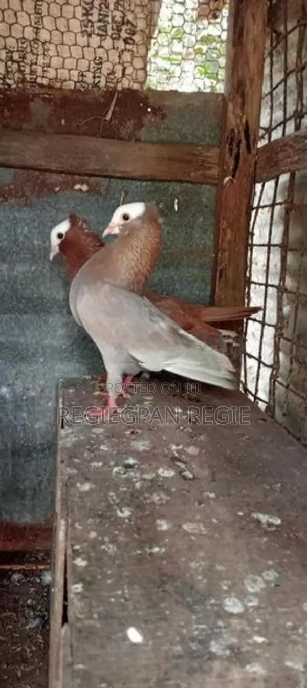 Pigeons